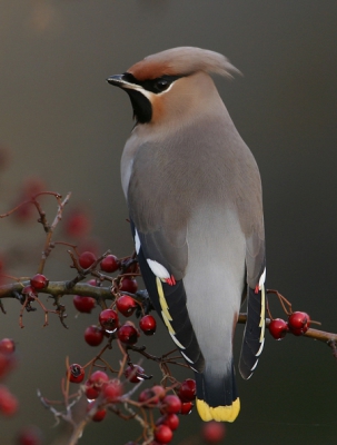 Ook vandaag naar West om nogmaals te proberen de Pestvogels te platen. Helaas weer donker weer, maar toch wat foto's met ISO-waarde 400. Canon 10D, f4 500mm + 1.4 extender, f7.1 1/125 sec, -1/3 stop, ISO 400, npoot.