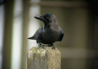 Het blijven leuke vogels!

Nikon Coolpix 995 en Leica Televid