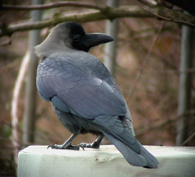Het blijven leuke vogels!

Nikkon Coolpix 995 en Leica Televid