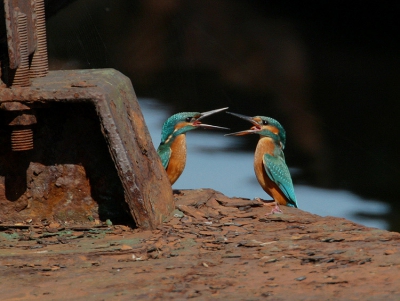 Tijdens het wachten op het mogelijk verschijnen van een plaatselijke IJsvogel hoorde ik plots een langdurig doordringend geroep; het bleken 2 ruzinde vogels te zijn die recht tegenover elkaar stonden klaar voor een bakelei...

Canon 30D EF500mm F4 IS TCx2  Tv 1/500 Av 8.0 ExC-2/3 ISO 400 op statief (met rijstzak wegens harde wind)