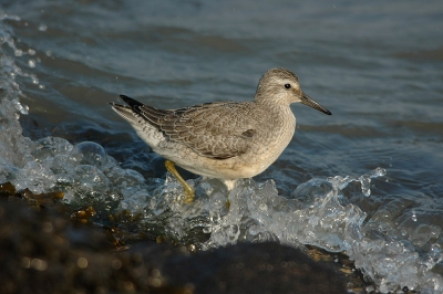 Weer een hele tamme vogel op de pier van Hoek van Holland. Deze Kanoet liet zich wel heel dicht benaderen. Ik heb er later zelfs nog beeldvullende foto's van hem gemaakt met de 105 mm macrolens.