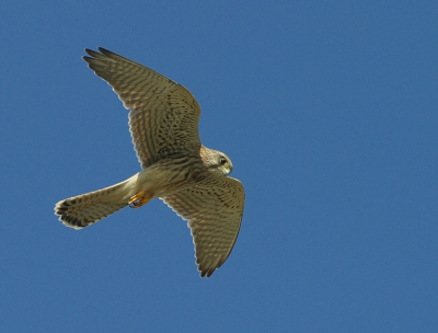 Toen ik met de fiets langs de havengeul fietste hoorde ik het geluid van torenvalken, wellicht door de aanhoudende Zuidenwind jonge vogels op trek
Onbevreesd bleef de vogel een tiental meter boven mij hangen, ik kon gemakkelijk van de fiets springen, mijn 400mm uithalen en afdrukken... dit compenseert de vele mislukte pogingen. Bedankt!