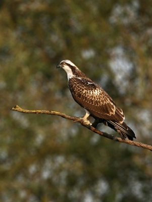 Canon EOS 30D / Canon L  100-400IS F4.5-5.6 / vanuit schommelend bootje...

Na een dagje weinig te hebben gezien, waren we terug aan t varen toen we plots toch nog beloond werden met deze visarend. Hij bleef niet lang zitten en we lagen nog redelijk op afstand.