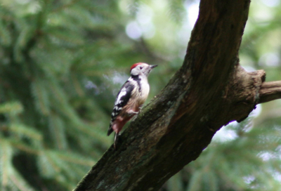 Gisteren een nieuwe lens gekocht. (Canon 300mm F4) . Vandaag dus maar even op pad geweest. 
Bijgaande foto is daarvan het resultaat. wat blijkt bij het bekijken van de foto? Middelste Bonte specht!!
Foto niet goed genoeg voor plaatsing in een regulier album vrees ik. Maar ik vond de kick van de foto toch ook heel wat waard omdat dit voor mij de eerste waarneming is van een mibo. 
Hij was overigens niet langer in beeld dan voor het maken van deze foto nodig was.
Commentaar is altij fijn natuurlijk.
Foto is strek gecropt en puur handheld.