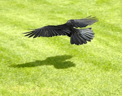 Mijn eerste foto was niet goed gelukt, deze is beter hoop ik.