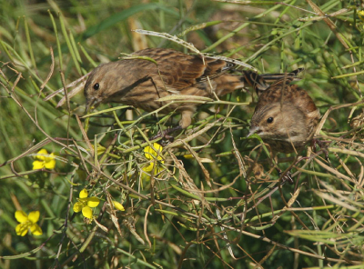 Deze hongerige Kneu's ietwat beschut tegen de felle wind in de lage begroeiing, aten inmiddels gretig hun buikje rond zonder evenwel mij uit het oog te verliezen...