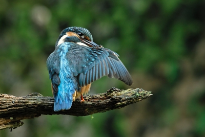 deze ijsvogel eindelijk op de gevoelige plaat kunnen krijgen. Heb hier heel lang op moeten wachten. Op het punt dat ik weg wilde gaan, hoorde ik een tik op het dak van mijn tentje en zag twee pootafdrukjes. Even later vloog hij naar de stok die ik al een tijdje klaar heb gezet.
iso 200  1/125  F5.6
Nikon D200