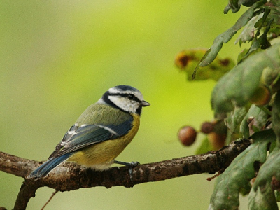 Pimpelmees tussen het eikengroen
De eerste foto gemaakt met m'n nieuwe lens