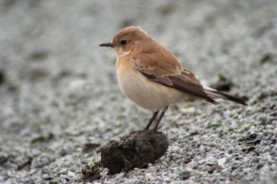 Helaas erg grauw weer ... maar met veel geduld en rust is de vogel goed benaderbaar.