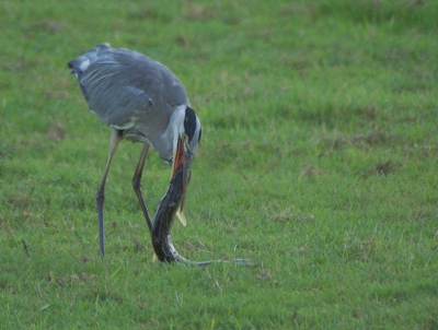 Na foto's van reigers met als prooi konijn, spreeuw, zeelt en andere grote prooien laat ik met deze foto zien dat een reiger niet bang is voor een snoek van een halve meter...

Nikon D70+ Sigma 170-500, veel gecropt, weet niet of hij door de ballotage komt maar ik vond hem wel de moeite waard
