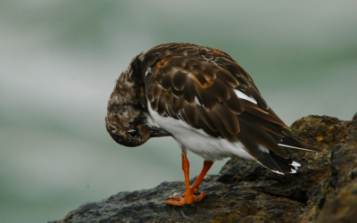 Mijn eerste probeersel met de Sigma 50-500 mm