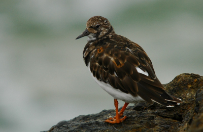 Nog een probeersel met mijn nieuwe Sigma 50-500mm