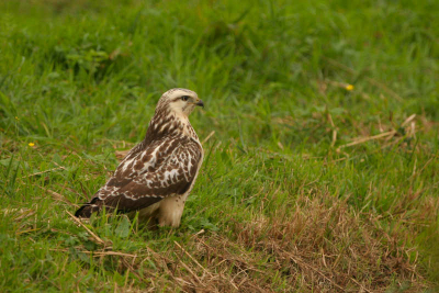 Eindelijk een buizerd die niet schuw is.
20D  sigma 500mm 4.5