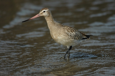 In de havenkom van Scheveningen liep afgelopen week een zeer tamme Rosse Grutto. Mijn vliegbeeld van deze vogel is helaas in de "Tijdelijke map" terechtgekomen vandaar dat ik het maar eens met een stilstaand beeld probeer. Deze is in ieder geval wel tot in de puntjes scherp.