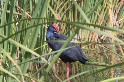 In het zeer vogelrijke Rio Formosa zitten ook enige paartjes purperkoeten. Hier zijn deze vogels minder schuw dan op ander plaatsen waar ik ze gezien heb. De kleur is adembenemend wanneer de zon er mooi op schijnt. Er volgen nog foto's van de aparte tafelmanieren van deze schitterende foto, niet voor niets het symbool van rio formosa.