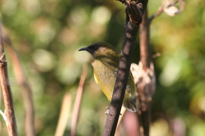 Eindelijk tijd en photoshop om m'n vakantie-vogel-foto's op birdpix te zetten. De vogels in Nieuw-Zeeland zijn echt geweld, heel mooi en apart. Ik zal de komende tijd nog wel wat meer foto's uploaden. Tips voor het verbeteren zijn heel welkom.

Deze maoribelhoningvogel is een mooie endeem die vooral heel mooi kan zingen en vaak niet schuw is.