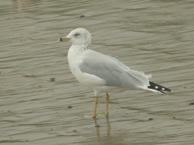 De Ringsnavelmeeuw werkte eindelijk weer een beetje mee. Aanwezig in het haventje, bovenop woonboten en op het strandje naast Cafetarie 't Veer.