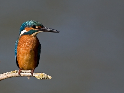 Eindelijk een leuk fototje kunnen maken van de IJsvogel, al een tijdje op gewacht, naar een tijdje heen en weer vliegen is hij/zij toch even blijven zitten.