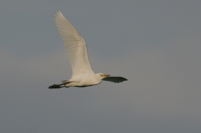 Vandaag werd er een Koereiger in de Bovenmeent ontdekt. De vogel was erg vliegerig, wat mij een kans opleverde om de vogel vliegend te fotograferen.
Behoorlijke crop nog altijd. In mijn PA nog een andere foto.
Canon EOS 20D met 300/F4 en 1.4 TC.
Verdere technische gegevens zie Exiflink