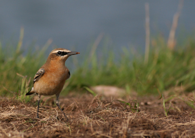 De witte kwikjes waren ruim vertegenwoordigd langs de dijk,
Uiteindelijk ook enkele tapuiten gevonden waaronder dit prachtige vogeltje.