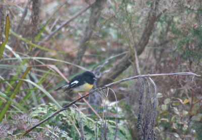 2e voor birdpix. Leuke nieuwsgierig vogeltjes die Tomtit's. Op het Zuidereiland heeft de tomtit een oranjezweem op de borst, op het Noordereiland is z'n borst wit.