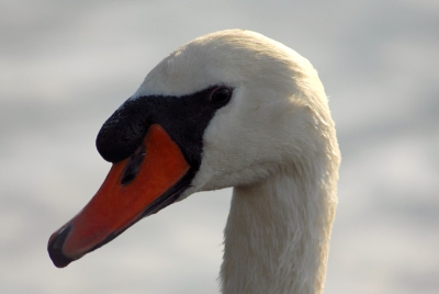 Deze zwaan kwam kort bij me langs zwemmen.
Camera; Nikon D200
Objectief: VR 80-400mm F/4.5-5.6 D
Brandpuntsafstand: 400mm
Belichtingsstand: Handmatig
Lichtmeetmethode: Spot
1/400 seconde(n) - F/7.1
Belichtingscorrectie: 0 LW
Gevoeligheid: ISO 200