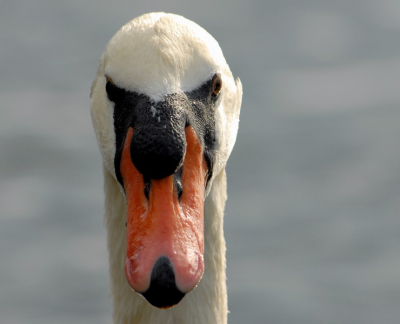 Leuk om deze knobbelzwaan te mogen fotograferen.
Nikon D200.
Objectief: VR 80-400mm F/4.5-5.6 D
Brandpuntsafstand: 400mm
Belichtingsstand: Handmatig
Lichtmeetmethode: Spot
1/400 seconde(n) - F/7.1
Belichtingscorrectie: 0 LW