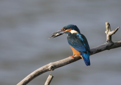 Een prachtige middagsessie waarbij IJsvogels zich gewillig lieten fotograferen, zeker 5-6 keer gedurende 5-10 minuten.....de enige die niet blij was....zit in de bek van de vogel!