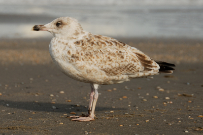 Foto gemaakt op het strand van Hoek van Holland
