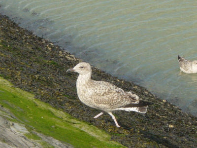 Is dit een 1ste winter zilvermeeuw of is dit misschien een geelpootmeeuw??