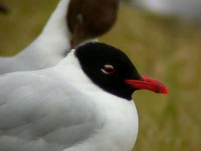Close up.
Nikon Coolpix 995 en Leica Televid