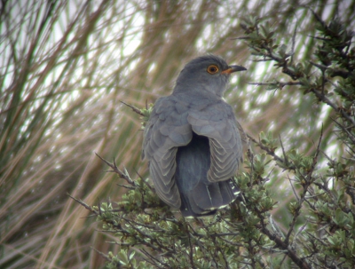 Deze vogel ving rupsen op de grond.
Nikon Coolpix 995 en Leica Televid.
