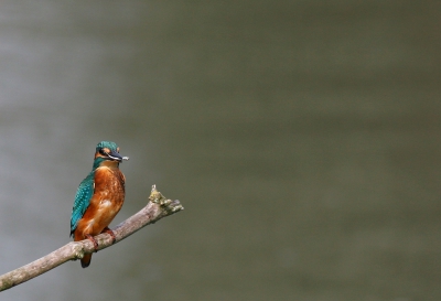 Voor mij dan eindelijk mijn eerste ijsvogeltje met visje,helaas is de afstand een heel stuk groter dan in de poelruiter,en dan is het toch een heel klein vogeltje...
Desalniettemin ben ik er toch erg blij mee.