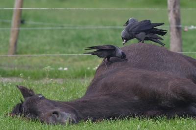 Laatste tijd weinig kansen gehad tot fotograferen, daarom hier eentje uit de oude doos. Aanleiding is de nieuwe maandopdracht, ik moest gelijk aan deze foto denken. Het paard lag heerlijk te slapen en trok zich niets aan van de kauwen die zijn ondervacht aan het verzamelen waren.

Canon 350D; Canon 400mm f5.6; ISO 200; 1/640; f6.3; -1/3; Uit de hand.