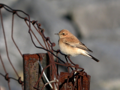 Omstandigheden voor fotograferen waren goed. Ook de vogel werkte goed mee