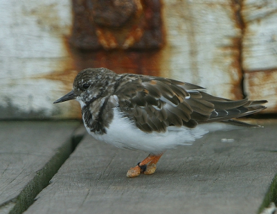 Deze Steenloper op z'n twee stompjes is de "chou-chou" van de plaatselijke staketselvissers, die hem af en toe wat stukjes zeepier toewerpen. 
Als het te lang duurt voor "Knuusje" gaat hij er nu en dan een paar stelen uit het opgerold stuk krantenpapier waarin de zeepieren verpakt liggen, en de vissers laten dit oogluikend toe...
Benieuwd hoe lang hij, als doortrekker uit Noorwegen dit jaar hier blijft, dan wel verder doortrekt naar het Zuiden en hier afgelost wordt door N-Canadese of N-Amerkaanse  soortgenoten! Good luck "Knuusje"