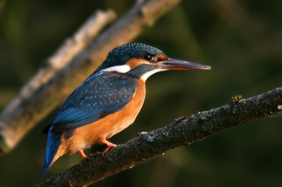 Omdat ik zoveel ijsvogels langs zie komen, en ik hier vrij nieuw ben op t forum met posten, wilde ik jullie niet mijn 1e goede ijsvogelplaat onthouden. Gemaakt in de Biesbosch, 2 uur wachtend in mijn bootje onder een camouflage net in een sloot waarvan ik weet dat ze daar regelmatig doorheen sjezen... Deze kwam heel dichtbij voor me op een takje zitten waarna ik er vanaf deze positie heb kunnen maken en ook vanaf de voorkant welke ik misschien ook nog post... Het reeds ondergaande zonnetje zorgde iig voor een mooie lichtval.
