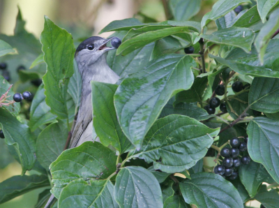 Deze vogel zat op zijn gemak besjes te eten totdat hij mijn spiegel hoorde opklappen en keek even op.