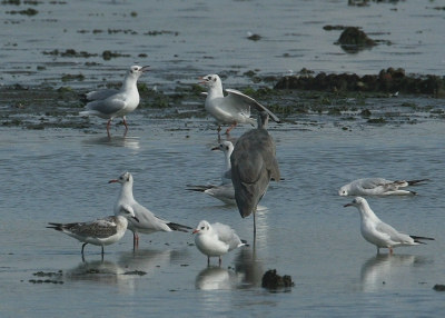 Op de gedeeltelijk afgelaten Spuikom vond ik tussen een duizendtal Kokmeeuwen na lang speurwerk n hele 1kj Zwartkopmeeuw
Het was een gezellige boel al die krielende Kokmeeuwen rond een statige Blauwe Reiger met die ene foeragerende jonge Zwartkopmeeuw op het voorplan