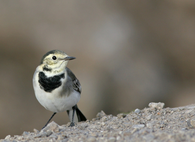 Nog eentje uit de serie die ik langs de dijk heb gemaakt van dit fraaie vogeltje.