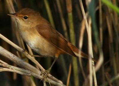 Ik zit vreselijk te knoeien met al die uploadbeperkingen in breedte, hoogte en bestandsgrootte in Birdpix.nl Allemaal nieuw voor me en via de Mac is het lastig werken. Max 150 Kb is treurig gepeuter. Dit is een haarscherpe foto op 300dpi  A5 formaat gemaakt met de Canon EOS 5D 300 mm fixed focal en 1.4 Extender, maar als ik de plaat hier zo zie denk ik wat een verlies aan kwaliteit.