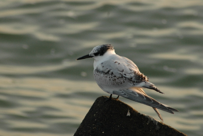 Prachtig weer, kort voor zonsondergang, vrij aan het begin van het zuiderhavenhoofd kon ik deze juveniele dwergstern uit de hand fotograferen. Net toen ik op statief wilde, vond de stern het wel mooi geweest en vloog verder naar het zuiden.
