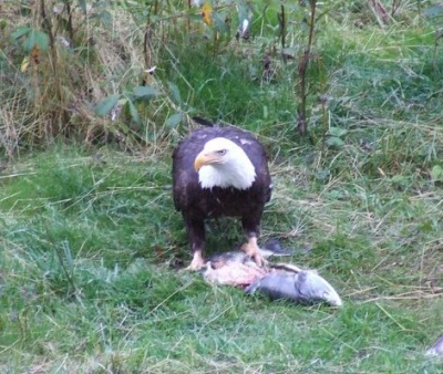 Gefotografeerd bij Fish Creek, Hyder. Volgens een ranger is het niet gebruikelijk dat deze vogel op die plek zijn eten nuttigt. Twee km verder op is er meer ruimte en voelt hij zich minder snel bedreigd.
