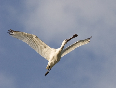 jonge lepelaar
Canon 20D 400mm5.6 L