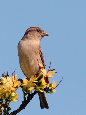 Huismus vrouw