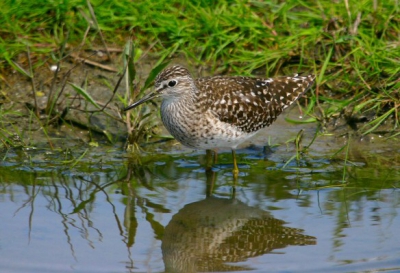 goede plaats voor water vogels
500mm