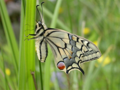 Hier enkele foto's van inseken,zoals deze koninginnepage die in onze tuin zat. Gemaakt met nikon cp 4500