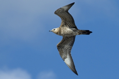 Op de erg leuke zeetrek dag te Westkapelle vloog deze Kleine Jager heen en weer over de dijk opzoek naar een slachtoffer (zonder al teveel succes overigens). Misschien wel dezelfde vogel die Corstiaan laatst heeft geplaatst. (Ca. 80% van het origineel).