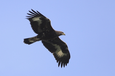 Canon 20D - EF 500mm f/4.0 IS - Ext EF 1.4x II