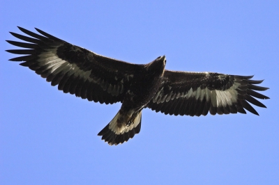 Canon 20D - EF 500mm f/4.0 IS - Ext EF 1.4x II